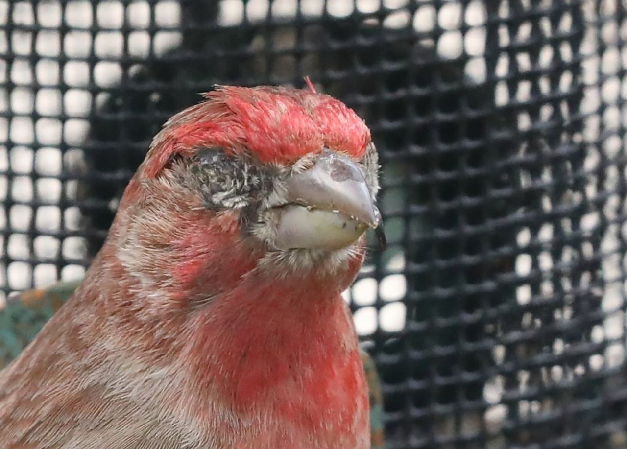 A house finch with a heavy infection caused by conjunctivitis. Credit: Jim Mondok.