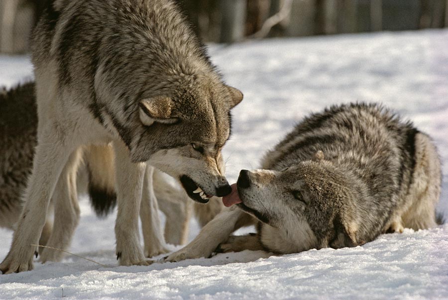 Dominance in wolves.