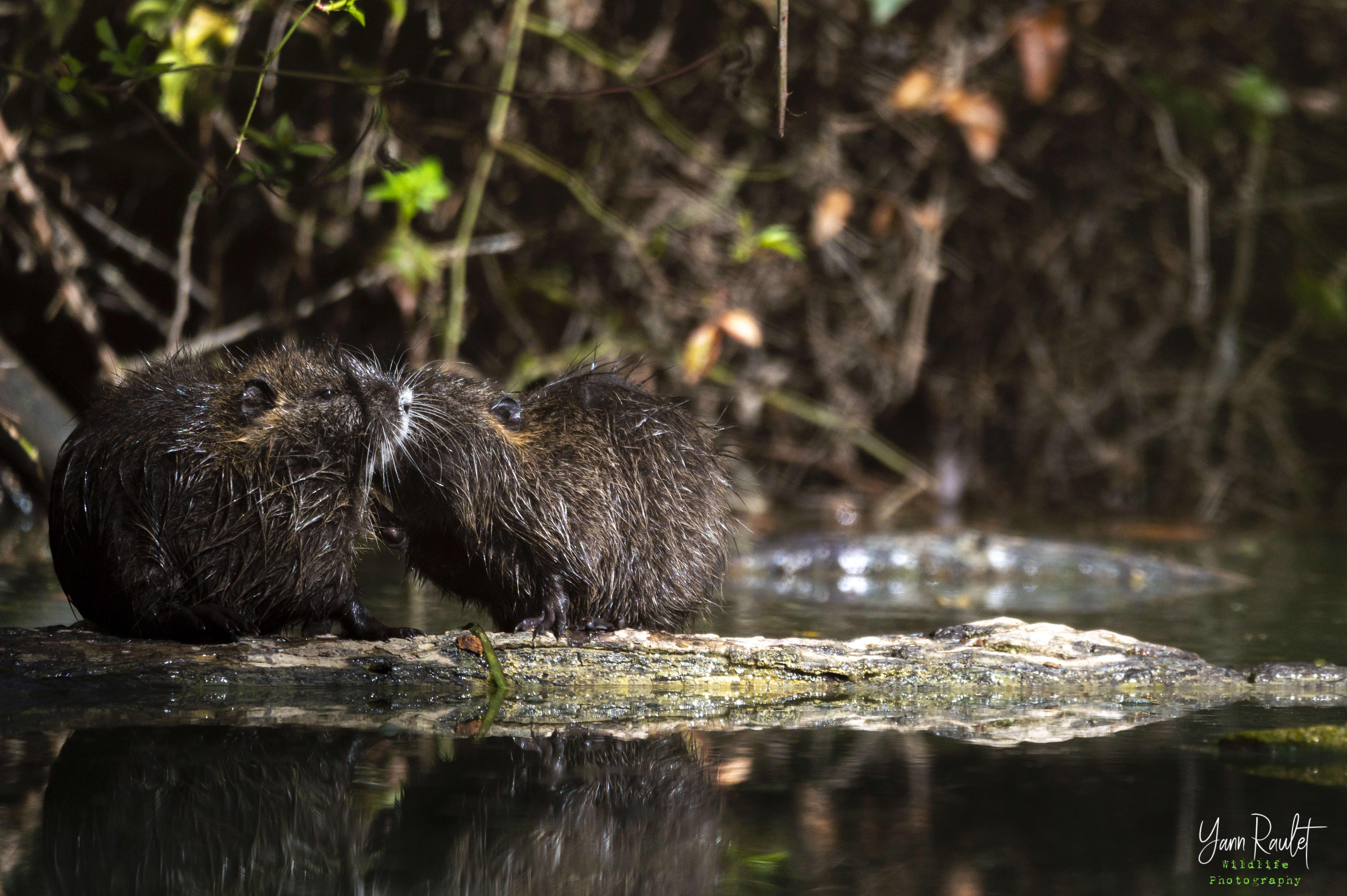 Cliché de ragondins (Myocastor coypus) pris sur le bassin versant du Lez dans les environs de Montpellier. Crédits : Yann Raulet.